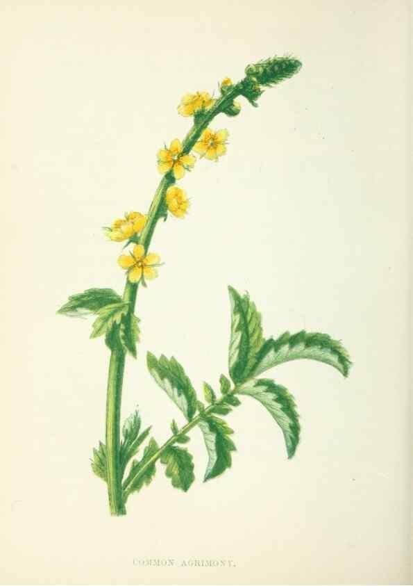 Reproducción/Reproduction 8512682879: Wild flowers.. London :Pott, Young & Co.,[1857]