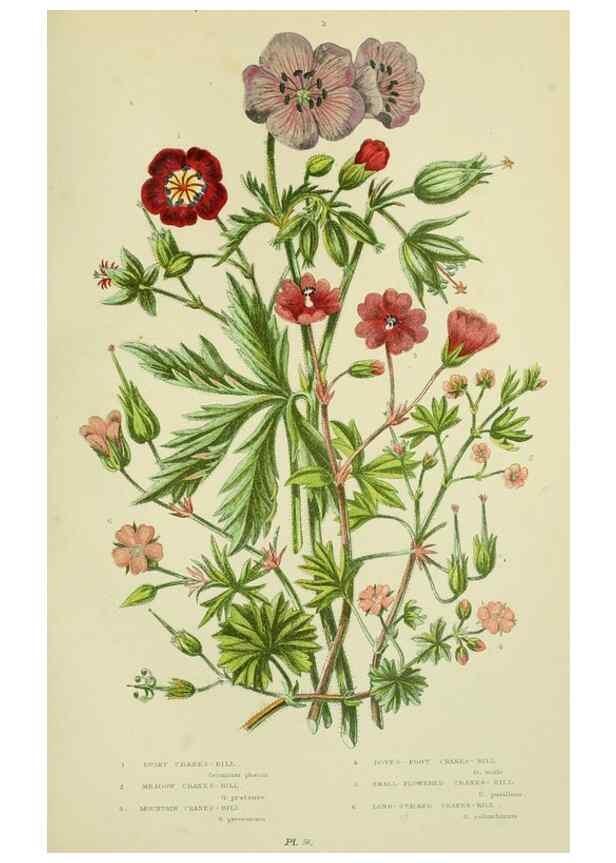 Reproducción/Reproduction 8512605961: The flowering plants, grasses, sedges, & ferns of Great Britain. London,F. Warne,1905.