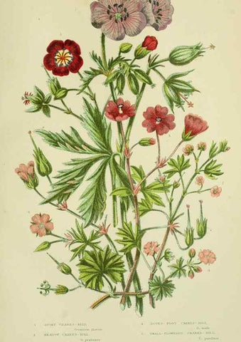 Reproducción/Reproduction 8512605961: The flowering plants, grasses, sedges, & ferns of Great Britain. London,F. Warne,1905.