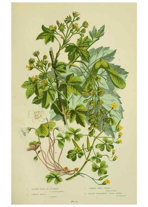 Reproducción/Reproduction 8513715438: The flowering plants, grasses, sedges, & ferns of Great Britain. London,F. Warne,1905.