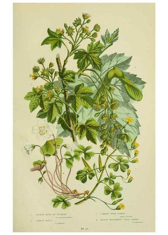 Reproducción/Reproduction 8513715438: The flowering plants, grasses, sedges, & ferns of Great Britain. London,F. Warne,1905.