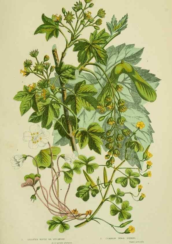 Reproducción/Reproduction 8513715438: The flowering plants, grasses, sedges, & ferns of Great Britain. London,F. Warne,1905.