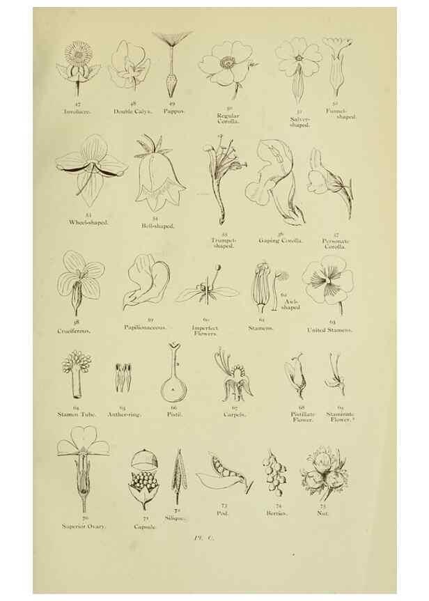 Reproducción/Reproduction 8513674530: The flowering plants, grasses, sedges, & ferns of Great Britain. London,F. Warne,1905.