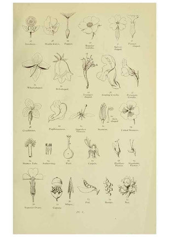 Reproducción/Reproduction 8513674530: The flowering plants, grasses, sedges, & ferns of Great Britain. London,F. Warne,1905.