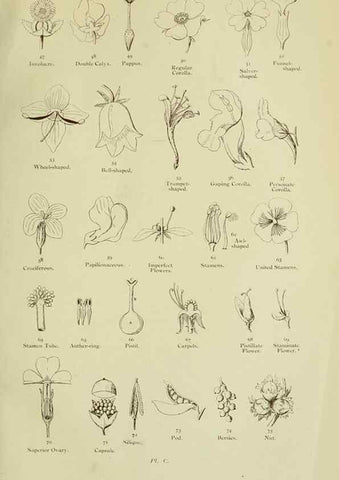 Reproducción/Reproduction 8513674530: The flowering plants, grasses, sedges, & ferns of Great Britain. London,F. Warne,1905.
