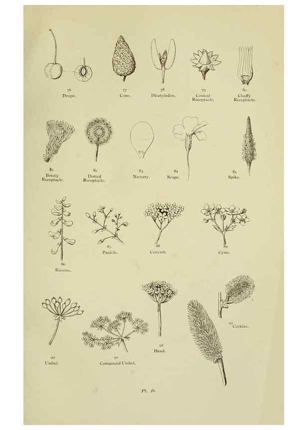 Reproducción/Reproduction 8512564187: The flowering plants, grasses, sedges, & ferns of Great Britain. London,F. Warne,1905.
