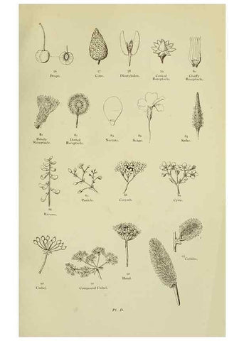 Reproducción/Reproduction 8512564187: The flowering plants, grasses, sedges, & ferns of Great Britain. London,F. Warne,1905.