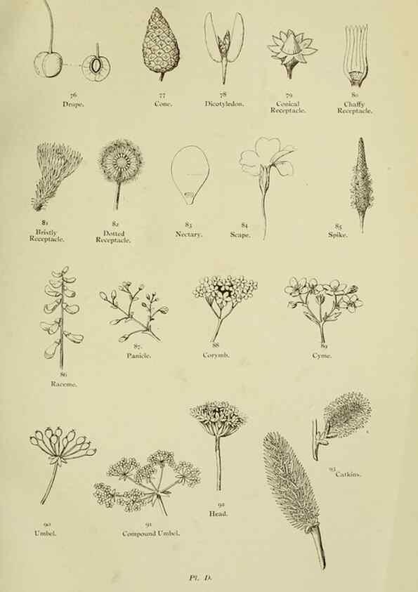 Reproducción/Reproduction 8512564187: The flowering plants, grasses, sedges, & ferns of Great Britain. London,F. Warne,1905.