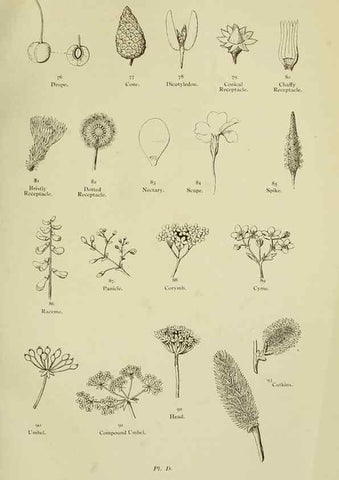 Reproducción/Reproduction 8512564187: The flowering plants, grasses, sedges, & ferns of Great Britain. London,F. Warne,1905.