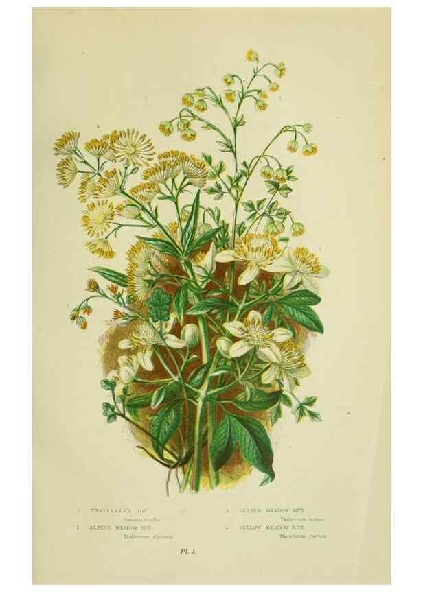 Reproducción/Reproduction 8512565085: The flowering plants, grasses, sedges, & ferns of Great Britain. London,F. Warne,1905.