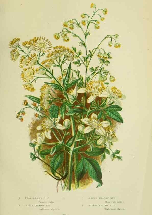 Reproducción/Reproduction 8512565085: The flowering plants, grasses, sedges, & ferns of Great Britain. London,F. Warne,1905.
