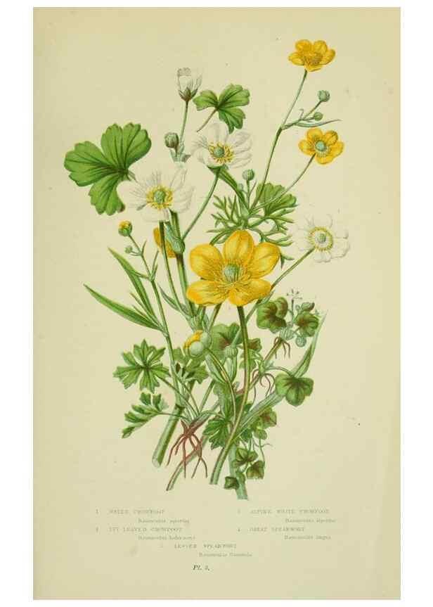 Reproducción/Reproduction 8512565729: The flowering plants, grasses, sedges, & ferns of Great Britain. London,F. Warne,1905.