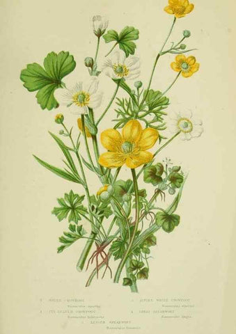 Reproducción/Reproduction 8512565729: The flowering plants, grasses, sedges, & ferns of Great Britain. London,F. Warne,1905.