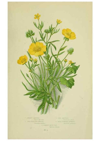 Reproducción/Reproduction 8512566301: The flowering plants, grasses, sedges, & ferns of Great Britain. London,F. Warne,1905.