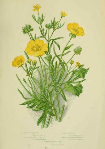 Reproducción/Reproduction 8512566301: The flowering plants, grasses, sedges, & ferns of Great Britain. London,F. Warne,1905.