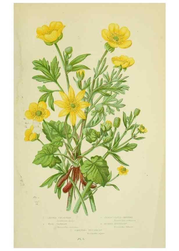 Reproducción/Reproduction 8513678178: The flowering plants, grasses, sedges, & ferns of Great Britain. London,F. Warne,1905.