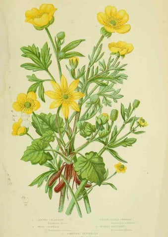 Reproducción/Reproduction 8513678178: The flowering plants, grasses, sedges, & ferns of Great Britain. London,F. Warne,1905.