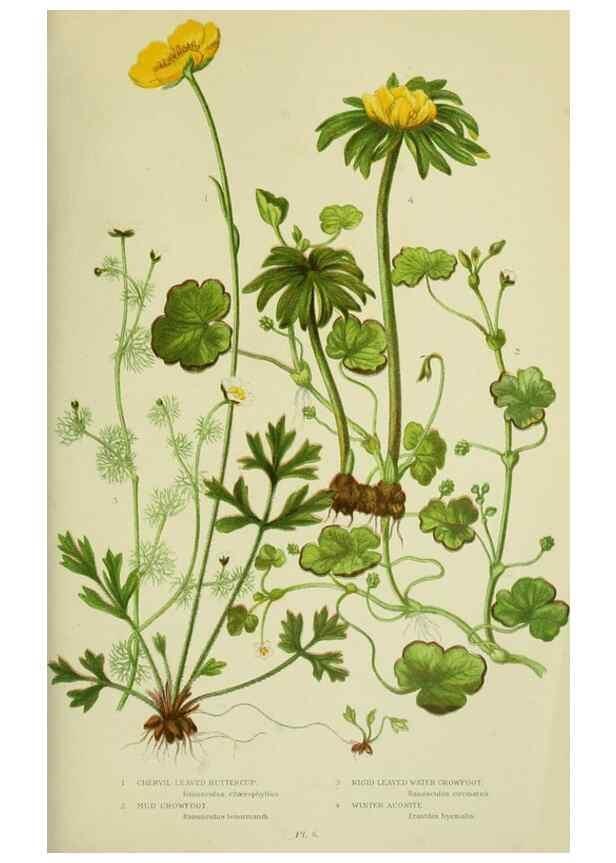Reproducción/Reproduction 8512567779: The flowering plants, grasses, sedges, & ferns of Great Britain. London,F. Warne,1905.