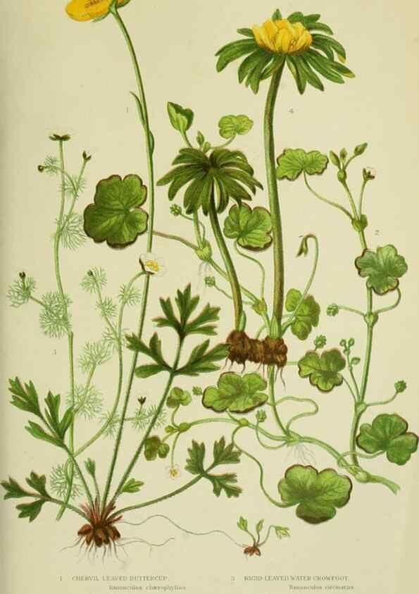 Reproducción/Reproduction 8512567779: The flowering plants, grasses, sedges, & ferns of Great Britain. London,F. Warne,1905.