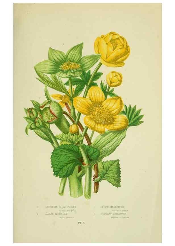Reproducción/Reproduction 8513679544: The flowering plants, grasses, sedges, & ferns of Great Britain. London,F. Warne,1905.