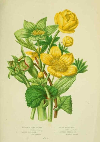 Reproducción/Reproduction 8513679544: The flowering plants, grasses, sedges, & ferns of Great Britain. London,F. Warne,1905.