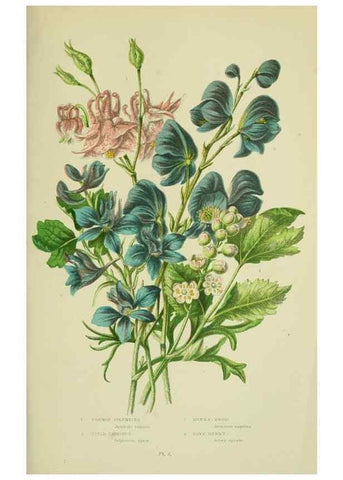 Reproducción/Reproduction 8512569027: The flowering plants, grasses, sedges, & ferns of Great Britain. London,F. Warne,1905.