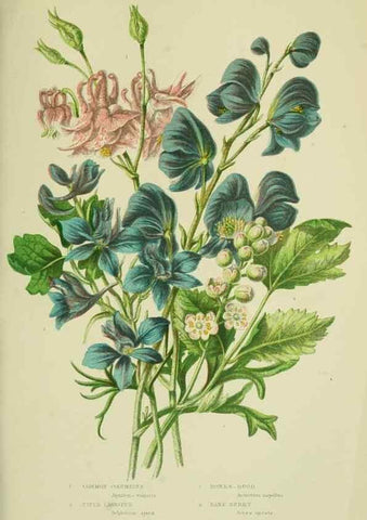 Reproducción/Reproduction 8512569027: The flowering plants, grasses, sedges, & ferns of Great Britain. London,F. Warne,1905.