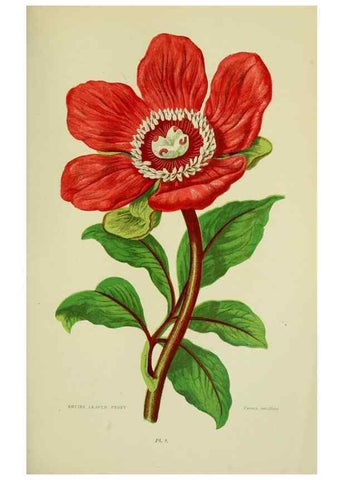 Reproducción/Reproduction 8513680812: The flowering plants, grasses, sedges, & ferns of Great Britain. London,F. Warne,1905.