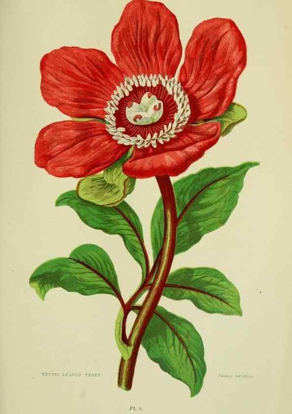 Reproducción/Reproduction 8513680812: The flowering plants, grasses, sedges, & ferns of Great Britain. London,F. Warne,1905.
