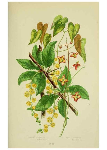 Reproducción/Reproduction 8512570305: The flowering plants, grasses, sedges, & ferns of Great Britain. London,F. Warne,1905.