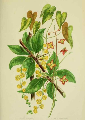 Reproducción/Reproduction 8512570305: The flowering plants, grasses, sedges, & ferns of Great Britain. London,F. Warne,1905.