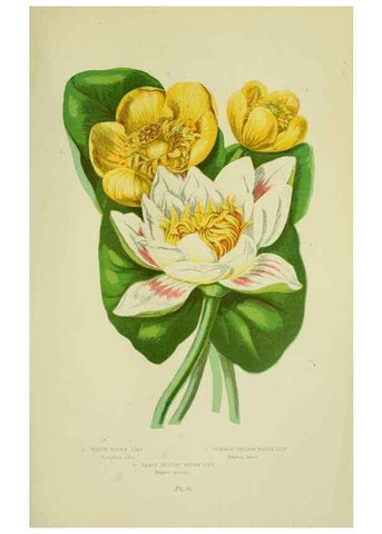 Reproducción/Reproduction 8513682210: The flowering plants, grasses, sedges, & ferns of Great Britain. London,F. Warne,1905.