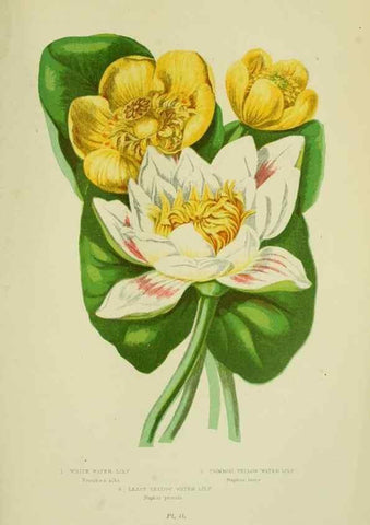 Reproducción/Reproduction 8513682210: The flowering plants, grasses, sedges, & ferns of Great Britain. London,F. Warne,1905.
