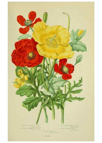 Reproducción/Reproduction 8512571687: The flowering plants, grasses, sedges, & ferns of Great Britain. London,F. Warne,1905.