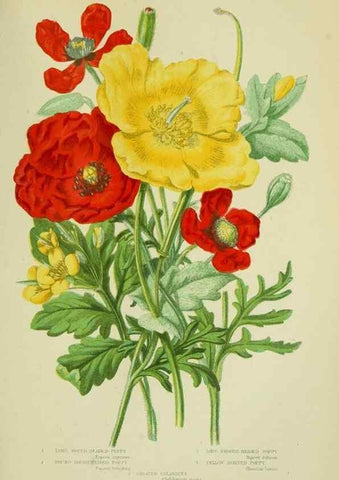 Reproducción/Reproduction 8512571687: The flowering plants, grasses, sedges, & ferns of Great Britain. London,F. Warne,1905.
