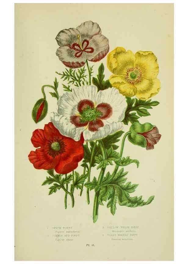 Reproducción/Reproduction 8513683556: The flowering plants, grasses, sedges, & ferns of Great Britain. London,F. Warne,1905.