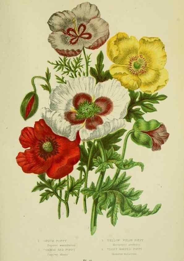 Reproducción/Reproduction 8513683556: The flowering plants, grasses, sedges, & ferns of Great Britain. London,F. Warne,1905.