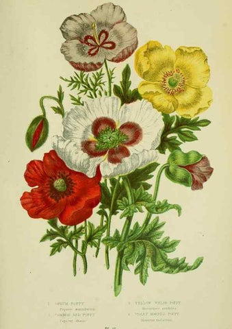 Reproducción/Reproduction 8513683556: The flowering plants, grasses, sedges, & ferns of Great Britain. London,F. Warne,1905.