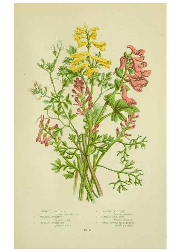 Reproducción/Reproduction 8513684222: The flowering plants, grasses, sedges, & ferns of Great Britain. London,F. Warne,1905.