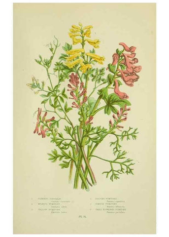 Reproducción/Reproduction 8513684222: The flowering plants, grasses, sedges, & ferns of Great Britain. London,F. Warne,1905.