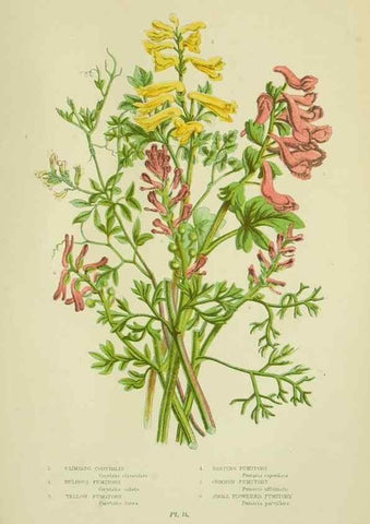 Reproducción/Reproduction 8513684222: The flowering plants, grasses, sedges, & ferns of Great Britain. London,F. Warne,1905.