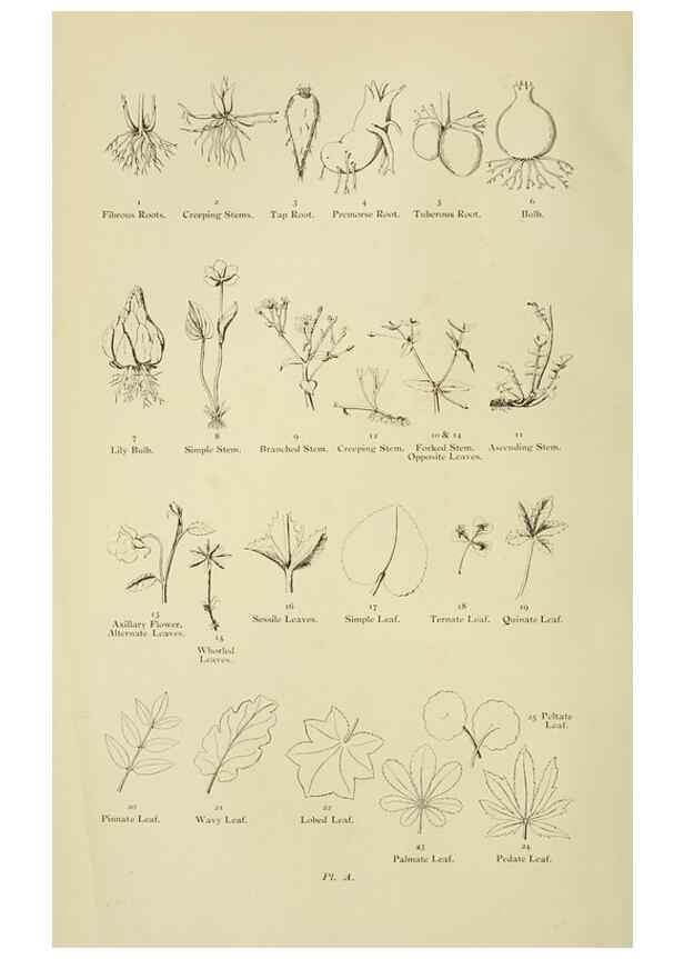 Reproducción/Reproduction 8513673366: The flowering plants, grasses, sedges, & ferns of Great Britain. London,F. Warne,1905.
