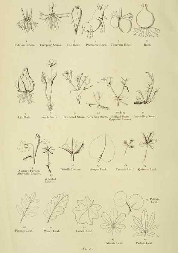 Reproducción/Reproduction 8513673366: The flowering plants, grasses, sedges, & ferns of Great Britain. London,F. Warne,1905.