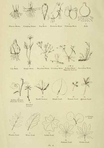 Reproducción/Reproduction 8513673366: The flowering plants, grasses, sedges, & ferns of Great Britain. London,F. Warne,1905.
