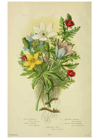 Reproducción/Reproduction 8512561261: The flowering plants, grasses, sedges, & ferns of Great Britain. London,F. Warne,1905.