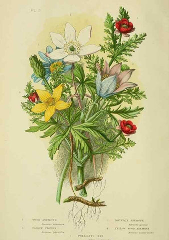 Reproducción/Reproduction 8512561261: The flowering plants, grasses, sedges, & ferns of Great Britain. London,F. Warne,1905.