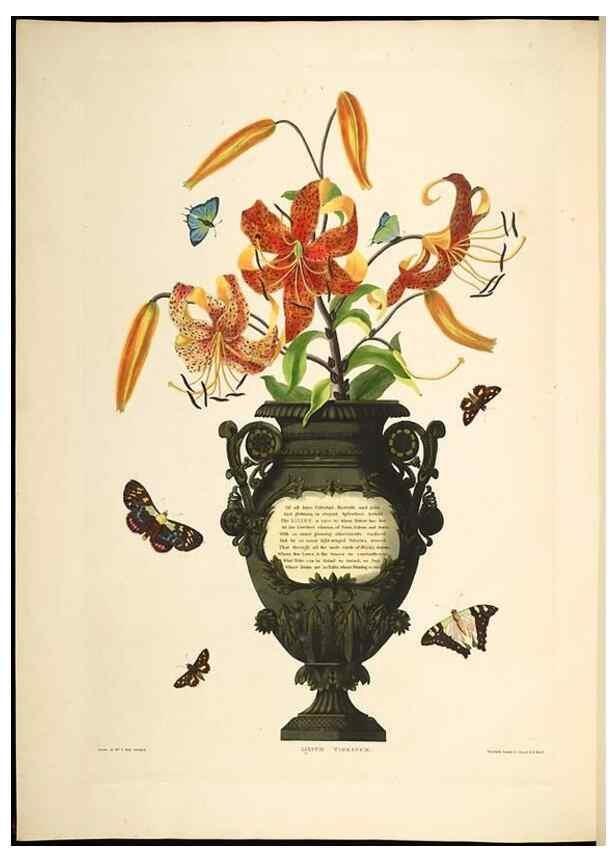 Reproducción/Reproduction 8513377336: A selection of Hexandrian plants, belonging to the natural orders Amaryllidae and Liliacae. London : Robt. Havell, ... , Pubd. 1831- ended Dec. 1, 1834.
