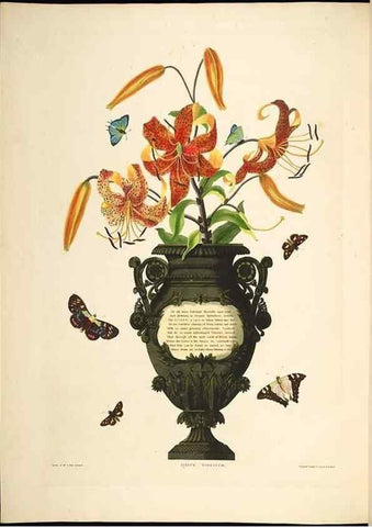 Reproducción/Reproduction 8513377336: A selection of Hexandrian plants, belonging to the natural orders Amaryllidae and Liliacae. London : Robt. Havell, ... , Pubd. 1831- ended Dec. 1, 1834.