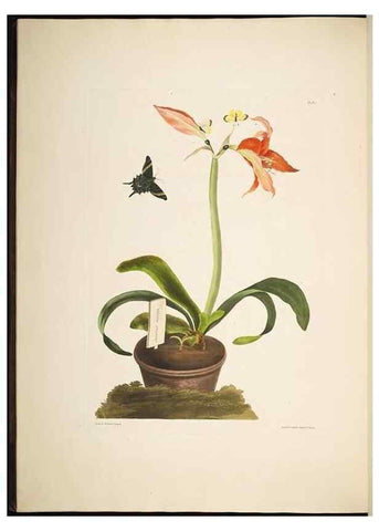 Reproducción/Reproduction 8512261691: A selection of Hexandrian plants, belonging to the natural orders Amaryllidae and Liliacae. London : Robt. Havell, ... , Pubd. 1831- ended Dec. 1, 1834.