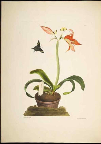 Reproducción/Reproduction 8512261691: A selection of Hexandrian plants, belonging to the natural orders Amaryllidae and Liliacae. London : Robt. Havell, ... , Pubd. 1831- ended Dec. 1, 1834.